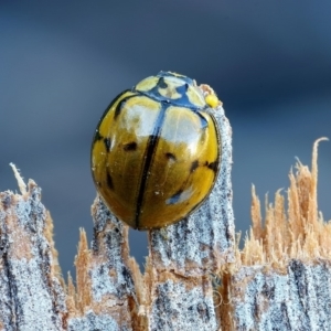 Harmonia testudinaria at Dalmeny, NSW - 1 Oct 2019 12:00 AM