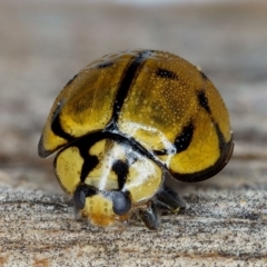 Harmonia testudinaria at Dalmeny, NSW - 1 Oct 2019 12:00 AM