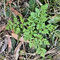 Botrychium australe (Austral Moonwort) at Seven Mile Beach National Park - 1 Oct 2016 by plants