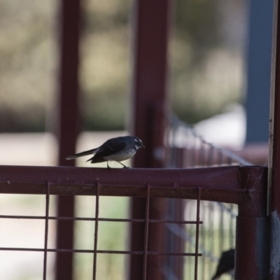 Rhipidura albiscapa (Grey Fantail) at Murrumbateman, NSW - 1 Oct 2019 by SallyandPeter