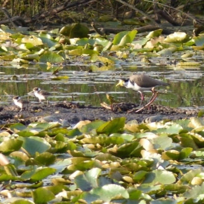 Vanellus miles (Masked Lapwing) at Bega, NSW - 2 Oct 2019 by MatthewHiggins