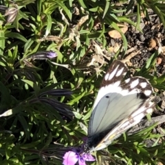 Belenois java (Caper White) at Monash, ACT - 2 Oct 2019 by jackQ
