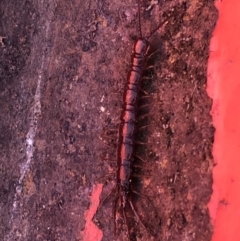Lithobiomorpha (order) (Unidentified stone centipede) at Monash, ACT - 2 Oct 2019 by jackQ