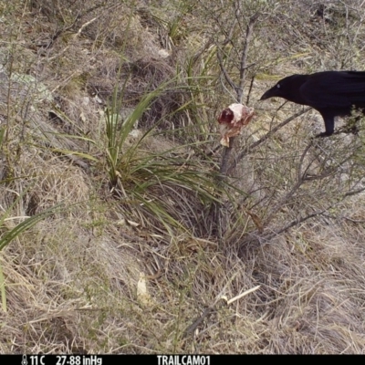 Corvus coronoides (Australian Raven) at Booth, ACT - 30 Aug 2019 by DonFletcher