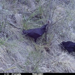 Corvus coronoides at Booth, ACT - 31 Aug 2019