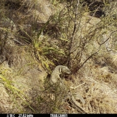 Varanus rosenbergi (Heath or Rosenberg's Monitor) at Namadgi National Park - 11 Sep 2019 by DonFletcher