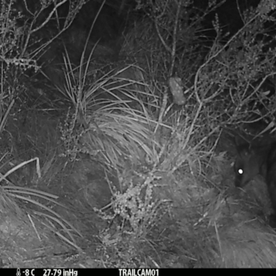 Wallabia bicolor (Swamp Wallaby) at Namadgi National Park - 17 Sep 2019 by DonFletcher