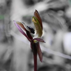 Chiloglottis trapeziformis (Diamond Ant Orchid) at Hackett, ACT - 2 Oct 2019 by shoko