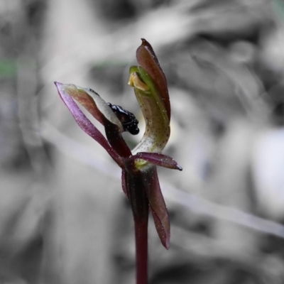 Chiloglottis trapeziformis (Diamond Ant Orchid) at Hackett, ACT - 2 Oct 2019 by shoko