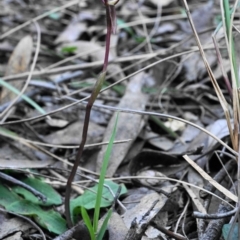 Chiloglottis trapeziformis at Hackett, ACT - 2 Oct 2019