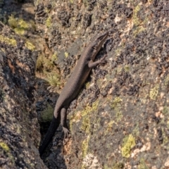 Egernia saxatilis (Black Rock Skink) at Yaouk Nature Reserve - 2 Oct 2019 by Philip