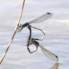 Austrolestes leda (Wandering Ringtail) at Jerrabomberra Wetlands - 2 Oct 2019 by jbromilow50