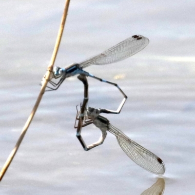 Austrolestes leda (Wandering Ringtail) at Jerrabomberra Wetlands - 2 Oct 2019 by jb2602