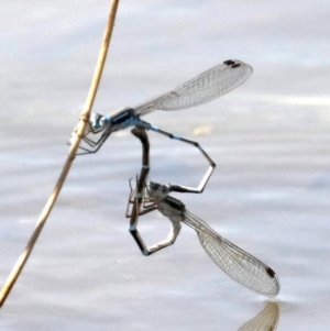 Austrolestes leda at Fyshwick, ACT - 2 Oct 2019