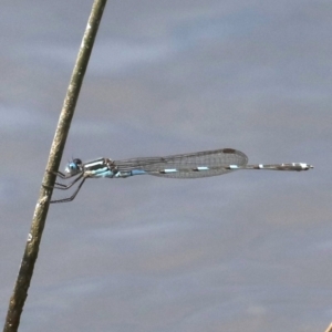 Austrolestes leda at Fyshwick, ACT - 2 Oct 2019