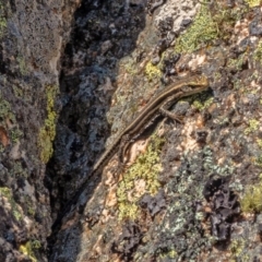 Pseudemoia spenceri (Spencer's Skink) at Bolaro, NSW - 2 Oct 2019 by Philip