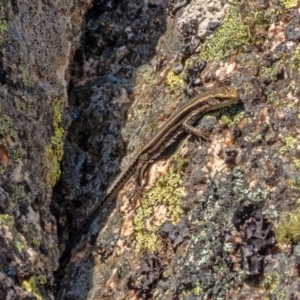 Pseudemoia spenceri at Bolaro, NSW - 2 Oct 2019