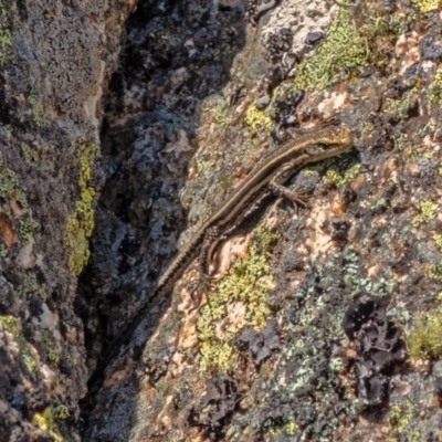 Pseudemoia spenceri (Spencer's Skink) at Bolaro, NSW - 2 Oct 2019 by Philip