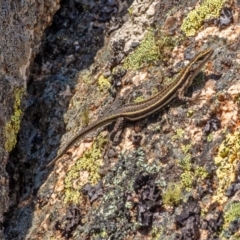 Pseudemoia spenceri at Bolaro, NSW - 2 Oct 2019 12:00 AM