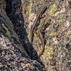 Pseudemoia spenceri at Bolaro, NSW - 2 Oct 2019 12:00 AM