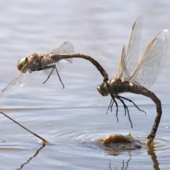 Anax papuensis (Australian Emperor) at Jerrabomberra Wetlands - 2 Oct 2019 by jb2602