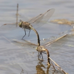 Anax papuensis at Fyshwick, ACT - 2 Oct 2019