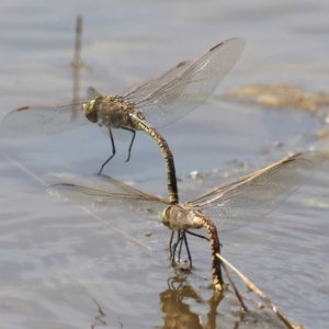 Anax papuensis at Fyshwick, ACT - 2 Oct 2019