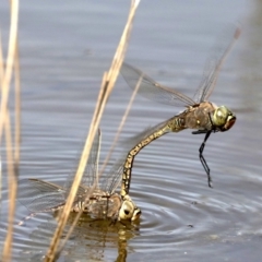 Anax papuensis at Fyshwick, ACT - 2 Oct 2019