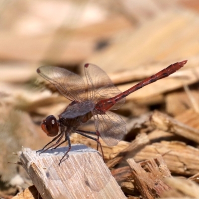 Diplacodes bipunctata (Wandering Percher) at Fyshwick, ACT - 2 Oct 2019 by jb2602