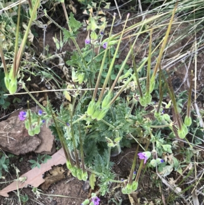 Erodium brachycarpum (Heronsbill) at Griffith, ACT - 2 Oct 2019 by ianandlibby1