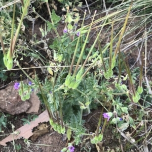 Erodium brachycarpum at Griffith, ACT - 3 Oct 2019