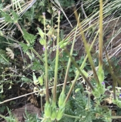 Erodium brachycarpum at Griffith, ACT - 3 Oct 2019