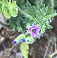 Erodium brachycarpum at Griffith, ACT - 3 Oct 2019