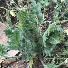 Erodium brachycarpum at Griffith, ACT - 3 Oct 2019