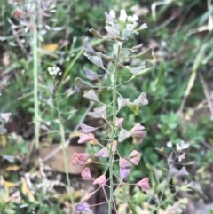 Capsella bursa-pastoris (Shepherd's Purse) at Griffith Woodland - 2 Oct 2019 by ianandlibby1