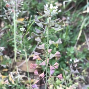 Capsella bursa-pastoris at Griffith, ACT - 3 Oct 2019