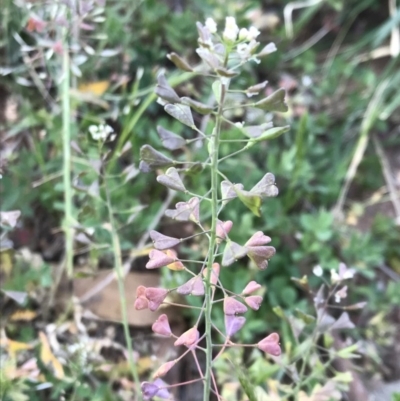 Capsella bursa-pastoris (Shepherd's Purse) at Griffith Woodland - 2 Oct 2019 by ianandlibby1