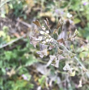 Capsella bursa-pastoris at Griffith, ACT - 3 Oct 2019 07:18 AM