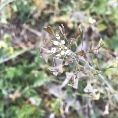 Capsella bursa-pastoris at Griffith, ACT - 3 Oct 2019