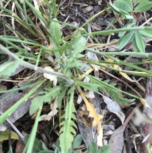 Capsella bursa-pastoris at Griffith, ACT - 3 Oct 2019 07:18 AM