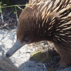 Tachyglossus aculeatus (Short-beaked Echidna) at South Durras, NSW - 2 Oct 2019 by David