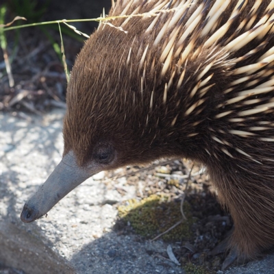 Tachyglossus aculeatus (Short-beaked Echidna) at South Durras, NSW - 2 Oct 2019 by David