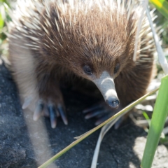 Tachyglossus aculeatus at South Durras, NSW - 2 Oct 2019 12:29 PM