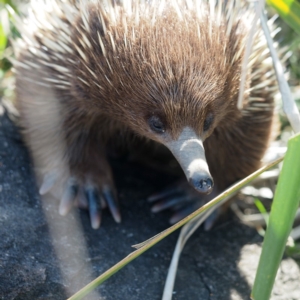 Tachyglossus aculeatus at South Durras, NSW - 2 Oct 2019