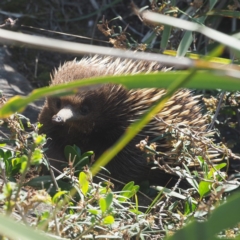 Tachyglossus aculeatus at South Durras, NSW - 2 Oct 2019 12:29 PM