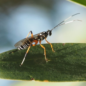 Ichneumonidae (family) at South Durras, NSW - 2 Oct 2019