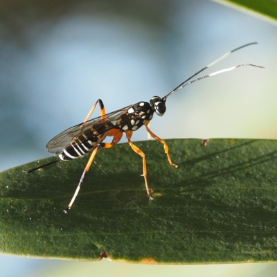 Ichneumonidae (family) (Unidentified ichneumon wasp) at Murramarang National Park - 2 Oct 2019 by David