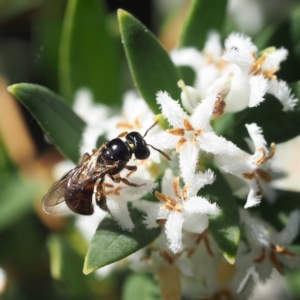 Exoneura sp. (genus) at South Durras, NSW - 2 Oct 2019 12:12 PM