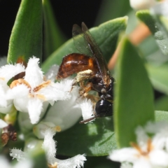 Exoneura sp. (genus) at South Durras, NSW - 2 Oct 2019