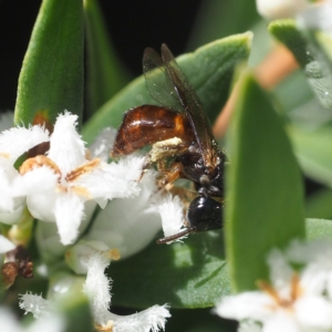 Exoneura sp. (genus) at South Durras, NSW - 2 Oct 2019 12:12 PM